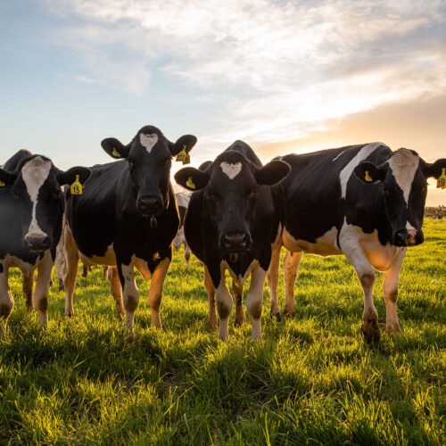 van der Lely Foundation website